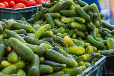 Sağlıklı sebzeler. Küçük salatalık turşusu - tezgahta satılık toplayıcılar. Sebze pazarı.