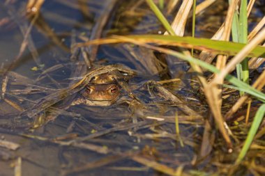 Doğal ortamında büyük yeşil bir kurbağa. Suda amfibi. Güzel kurbağa. Güzel şaka..
