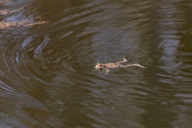 Doğal ortamında büyük yeşil bir kurbağa. Suda amfibi. Güzel kurbağa. Güzel şaka..