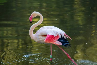 Suda pembe flamingo. Flamingoda su damlaları var..