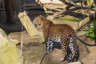 Seylan Leoparı - Panthera pardus kotiya Güneşten saklanıyor