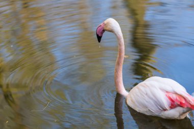 Suda pembe flamingo. Flamingoda su damlaları var..