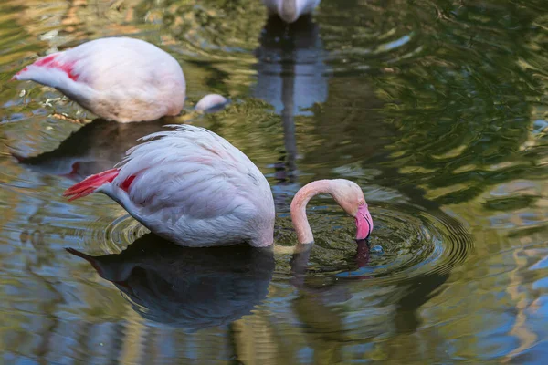 Pink flamingo in the water. The flamingo has water drops on it.