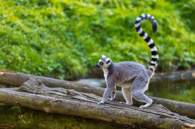 Lemurlar (Lemuriformes) bir çayırda koşup dinlenirler. Şirin tüylü hayvan..