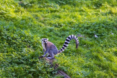 Lemurlar (Lemuriformes) bir çayırda koşup dinlenirler. Şirin tüylü hayvan..