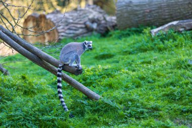 Lemurlar (Lemuriformes) bir çayırda koşup dinlenirler. Şirin tüylü hayvan..