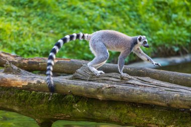 Lemurlar (Lemuriformes) bir çayırda koşup dinlenirler. Şirin tüylü hayvan..