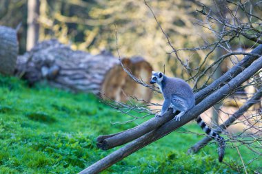 Lemurlar (Lemuriformes) bir çayırda koşup dinlenirler. Şirin tüylü hayvan..