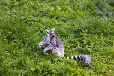 Lemurlar (Lemuriformes) bir çayırda koşup dinlenirler. Şirin tüylü hayvan..