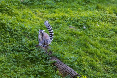 Lemurlar (Lemuriformes) bir çayırda koşup dinlenirler. Şirin tüylü hayvan..