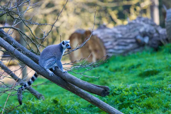 Lemurlar (Lemuriformes) bir çayırda koşup dinlenirler. Şirin tüylü hayvan..