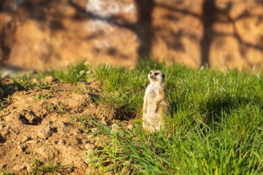 Meerkat - Suricata suricatta güneşli havada çevreyi koruyan bir taşın üzerinde duruyor. Fotoğrafta güzel bokeh var..