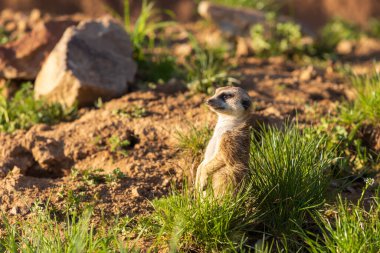Meerkat - Suricata suricatta güneşli havada çevreyi koruyan bir taşın üzerinde duruyor. Fotoğrafta güzel bokeh var..