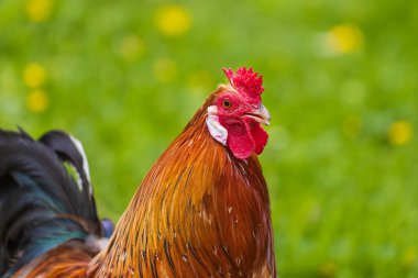 Güzel renkli süslemeli küçük horoz. Kırmızı bir tarağı ve lobu var..