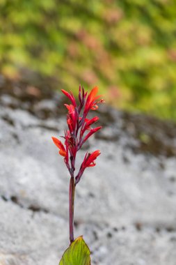 Bahçede güzel renkli sonbahar çiçekleri