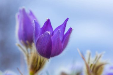 Bahar tarlasında paska çiçekleri. Fotoğraf: Pulsatilla grandis ve güzel bokeh..