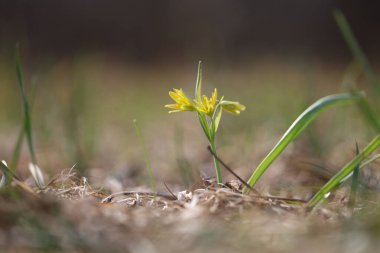 Bahar tarlasında paska çiçekleri. Fotoğraf: Pulsatilla grandis ve güzel bokeh..