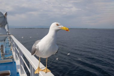 Martı - Larus marinus kanatlarını açıp havada uçar. Mavi gökyüzü. Arka plandaki liman..