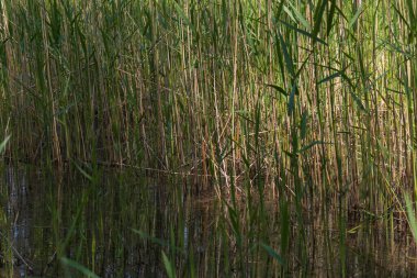 Sazlıkların büyüdüğü bataklıkta bir su kütlesi..