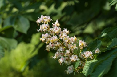 Kestane ağacının beyaz çiçekleri ve yeşil yaprakları.