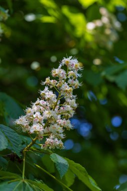 Kestane ağacının beyaz çiçekleri ve yeşil yaprakları.