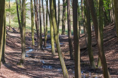 Orman manzarası. Dere kenarındaki ağaç gövdeleri.