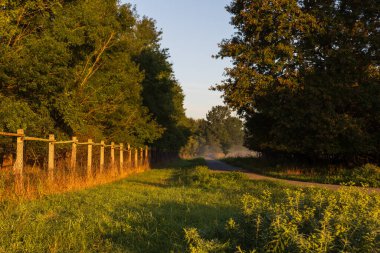 Gündoğumunda güzel bir sonbahar manzarası. Sis temizleniyor. Pohansko Çek Cumhuriyeti Avrupa
