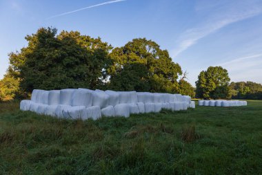 Wrapped straw bales. The bales are stacked in a meadow and covered with a tarpaulin against the rain.