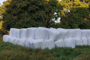 Wrapped straw bales. The bales are stacked in a meadow and covered with a tarpaulin against the rain.