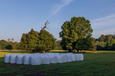 Wrapped straw bales. The bales are stacked in a meadow and covered with a tarpaulin against the rain.