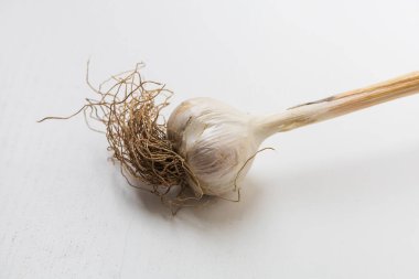 Beyaz arkaplanda saplı sarımsak kabuğu.