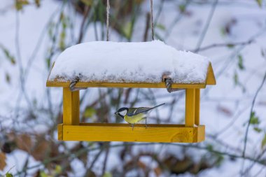 Kuşlar için ayçiçekli besleyici - meme faresi. Her yerde kar var..