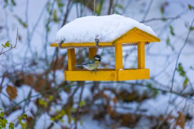 Kuşlar için ayçiçekli besleyici - meme faresi. Her yerde kar var..