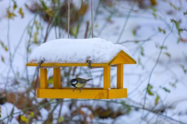 Kuşlar için ayçiçekli besleyici - meme faresi. Her yerde kar var..