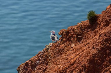 Vahşi Morus Bassanus 'taki vahşi kuş - Kuzey Sümsük kuşu Almanya' nın Kuzey Denizi 'ndeki Helgoland adasında.