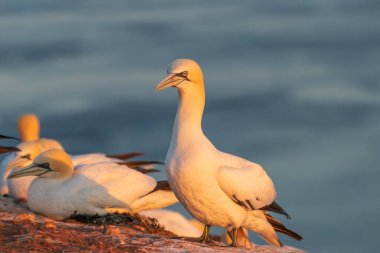 Vahşi Morus Bassanus 'taki vahşi kuş - Kuzey Sümsük kuşu Almanya' nın Kuzey Denizi 'ndeki Helgoland adasında.