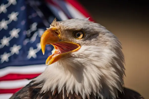 Side view of a bald eagle with its beak open and its eye open. A waving flag in the background. Symbol of America - USA.