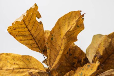 Beyaz bir masada kurumuş yapraklar..