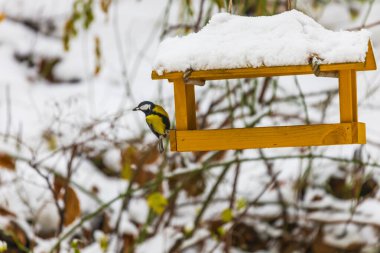 Kuşlar için ayçiçekli besleyici - meme faresi. Her yerde kar var..