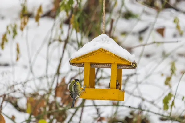 Alimentador Com Girassol Para Pássaros Titmice Neve Por Todo Lado — Fotografia de Stock