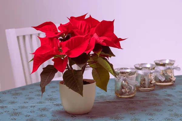 Christmas table decoration. Christmas rose has red leaves.