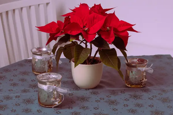 Christmas table decoration. Christmas rose has red leaves.