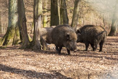 Yaban domuzu - Sus scrofa - ormanda ve doğal ortamında. Vahşi doğanın fotoğrafı..