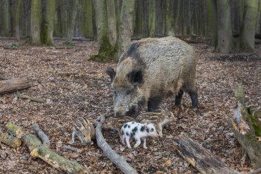 Yaban domuzu - Sus scrofa - ormanda ve doğal ortamında. Vahşi doğanın fotoğrafı..