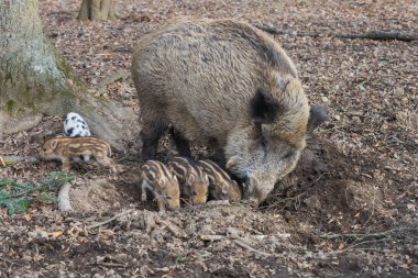 Yaban domuzu - Sus scrofa - ormanda ve doğal ortamında. Vahşi doğanın fotoğrafı..