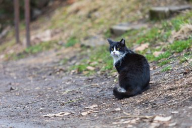 Siyah beyaz vahşi kedi doğada yürüyor..