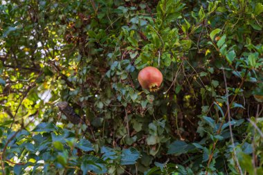 Yaprakların arasında ağaç dalında renkli nar..