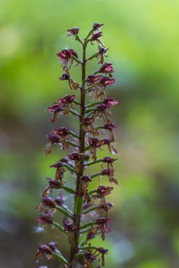 Yeşil Arkaplan ve Güzel Bokeh 'li güzel Renkli Orkide Çiçeği. Vahşi foto..
