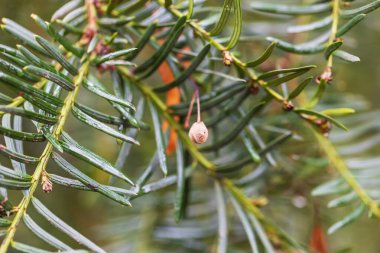 Yeşil kozalaklı dallar. Yağmurdan sonra iğnelerin üzerinde su damlaları var..