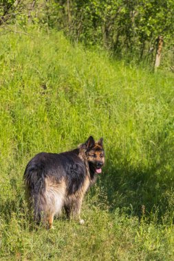 Büyük kahverengi köpek - Çekoslovak kurt köpeği yeşil çayırda